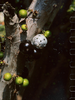 LS｜Fruition Earrings 浆果耳环 [ 金 / 银 ]【Botanicalia 】 商品缩略图5