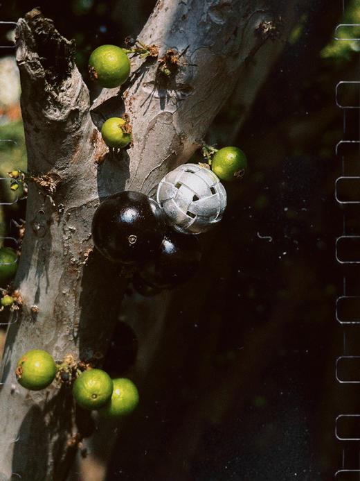 LS｜Fruition Earrings 浆果耳环 [ 金 / 银 ]【Botanicalia 】 商品图5