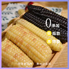 【限量多送1袋花糯，实发4袋】云南西双版纳特色小玉米   1500g/箱（白糯500g+紫糯500g+花糯500g） 商品缩略图4