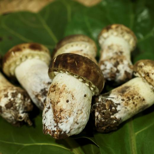 【云南新鲜菌菇组合】72小时之内发货 顺丰空运到家 黑皮鸡枞+金耳+鹿茸菇+赤松茸+黑牛肝菌+虫草花+皱皮椒 500g/每箱 商品图4