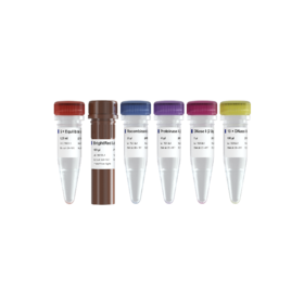 TUNEL BrightRed Apoptosis Detection Kit