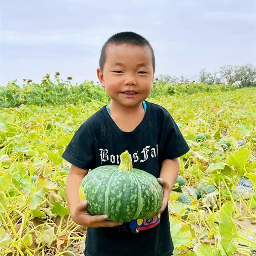 沙馍板栗南瓜5斤/9斤香甜绵糯、皮薄肉厚 商品图5