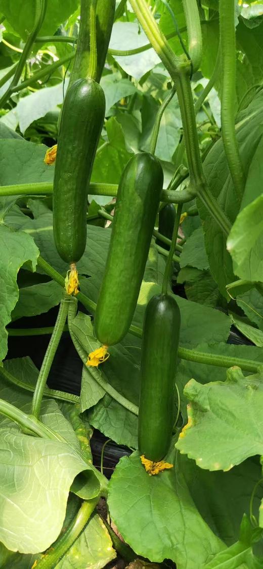 【每周换新】南京普朗克有机蔬菜【随心组合5斤或9斤装】 商品图1