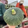 沙馍板栗南瓜5斤/9斤香甜绵糯、皮薄肉厚 商品缩略图0