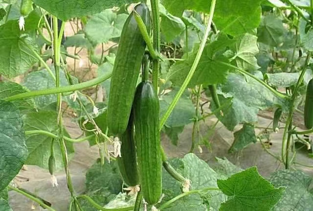 【每周换新】南京普朗克有机蔬菜【随心组合5斤或9斤装】