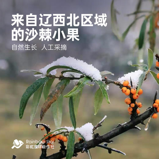 彩虹星球|有机沙棘原浆 商品图4