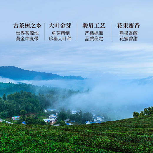 正山堂骏眉中国 大叶金粹 特级红茶贵州普安红茶罐装正宗单芽茶叶 商品图3