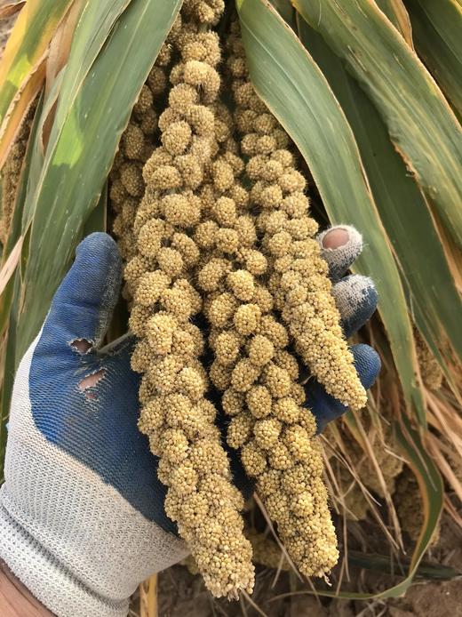 老品种杂粮(自留种)一墩青张志雷家庭农场·小米·大黄米·荞麦面·土豆淀粉·花芸豆等 商品图0