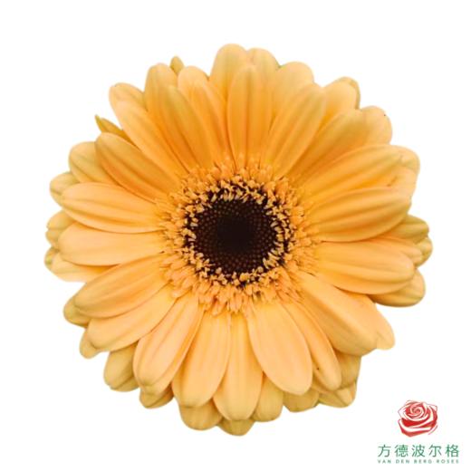 外购非洲菊-波士顿 10枝1扎 商品图0