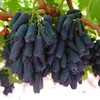 【顺丰/京东包邮】澳洲进口黑美人指黑提&甜地球青提无籽爆甜颗颗都是小糖豆顺丰京东基地直邮 商品缩略图0