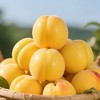 黄油桃2粒250g/份 商品缩略图3