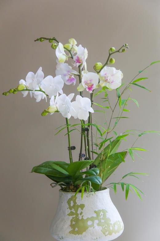 蝴蝶兰艺术组盆 商品图2