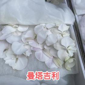 兰花 | 蝴蝶兰曼塔吉利（可能有轻微瑕疵不售后，介意慎拍）