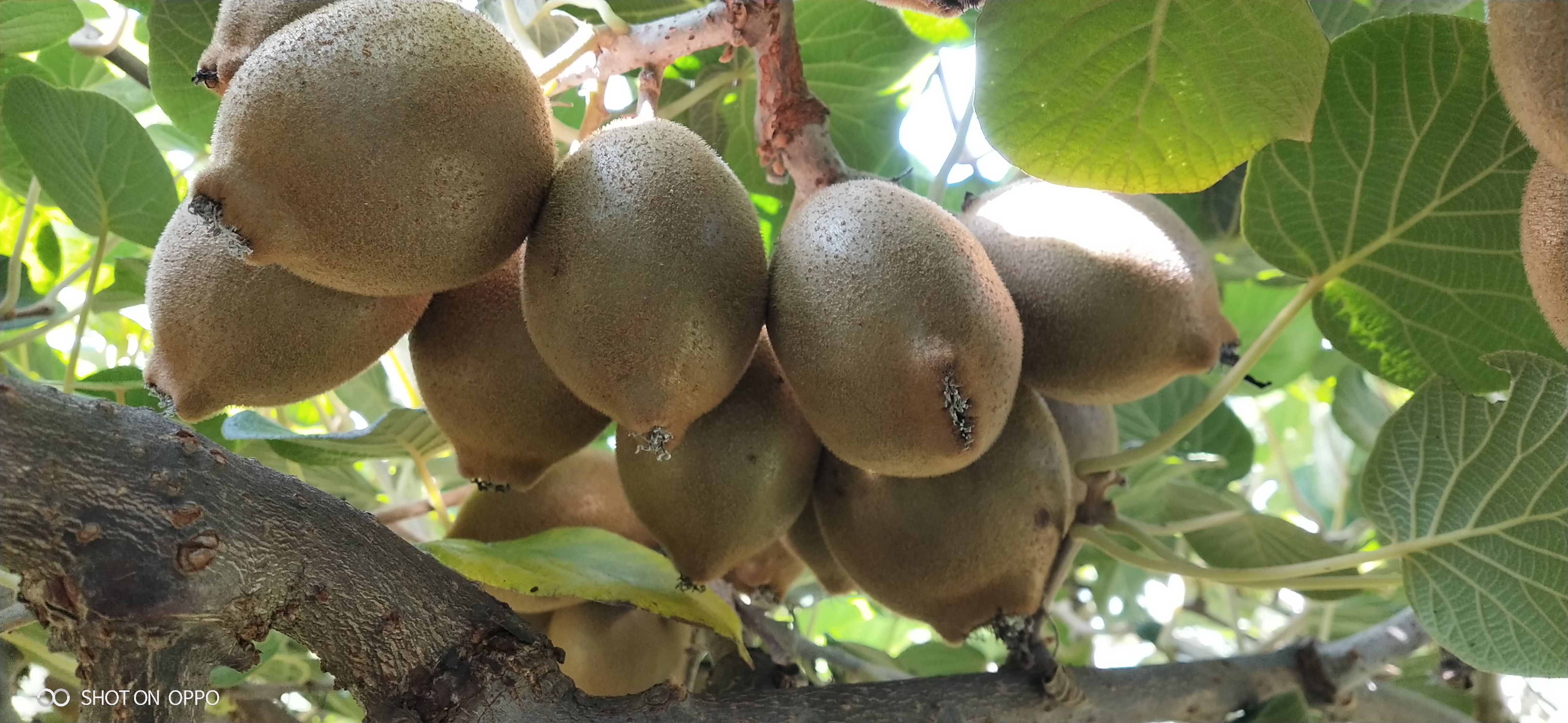 高原有机鸭嘴奇异果 清新爽口 多汁美味