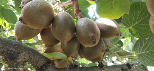 有机鸭嘴猕猴桃 云南高原有机种植 当季鲜果 清新爽口 多汁美味 商品图0