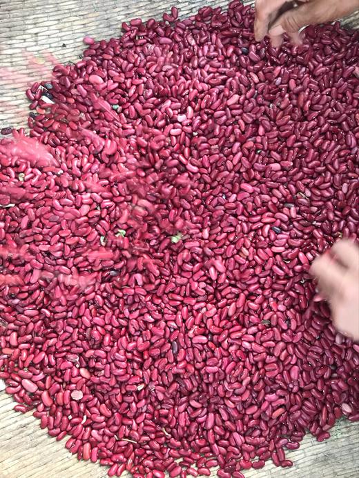 老品种杂粮(自留种)一墩青张志雷家庭农场·小米·大黄米·荞麦面·土豆淀粉·花芸豆等 商品图3