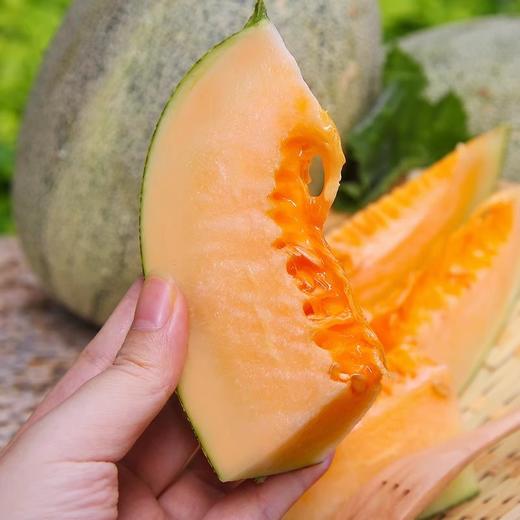 密瓜（约1.4kg/个） 商品图2