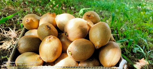 有机鸭嘴猕猴桃 云南高原有机种植 当季鲜果 清新爽口 多汁美味 商品图1