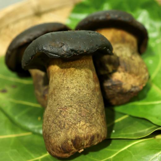 【云南新鲜菌菇组合】72小时之内发货 顺丰空运到家 黑皮鸡枞+金耳+鹿茸菇+赤松茸+黑牛肝菌+虫草花+皱皮椒 500g/每箱 商品图12