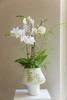 蝴蝶兰艺术组盆 商品缩略图4