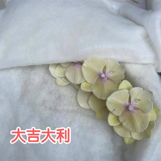 兰花 | 蝴蝶兰大吉大利（可能有轻微瑕疵不售后，介意慎拍） 商品图0