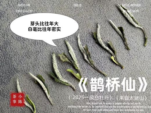 【2025春茶】2025一级白牡丹《鹊桥仙》来了，连续7年春白茶销冠，鲜、爽、清、润，香透了！ 商品图6