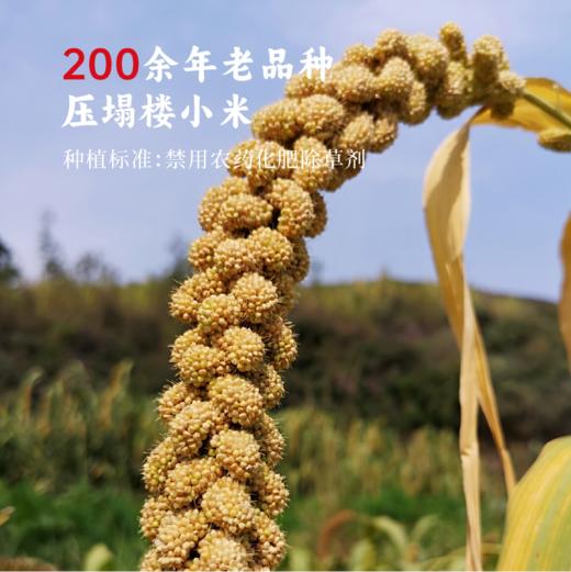 香畴小米陈醋 | 430ml/瓶 酸爽醇香 凉拌蘸料 佐餐调味 山西道地工艺生态纯酿 谦益农业 商品图5