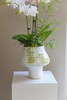 蝴蝶兰艺术组盆 商品缩略图3