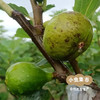 生态青皮无花果干礼盒（风干果、冻干）| 合作农友生产，产自山东威海，生产者：刘树杰 ＆【公平贸易农人定价】 商品缩略图13