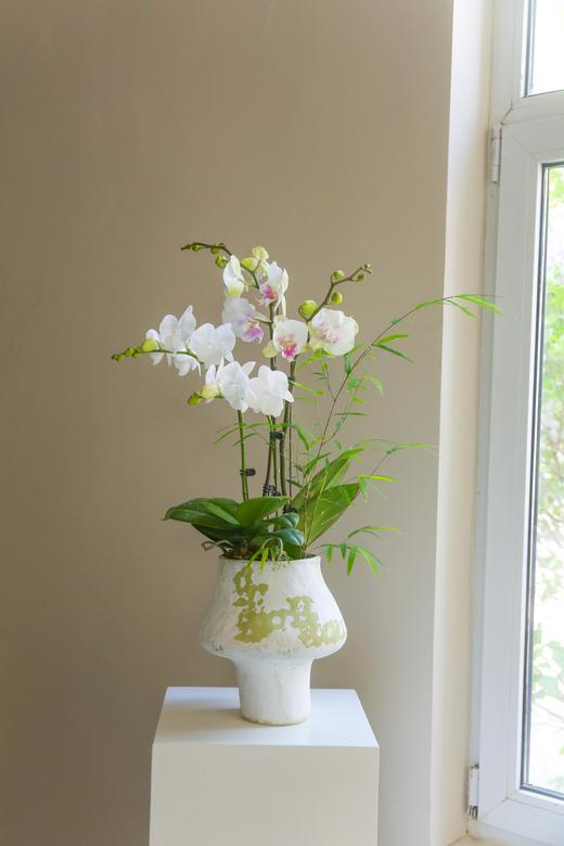 蝴蝶兰艺术组盆 商品图0