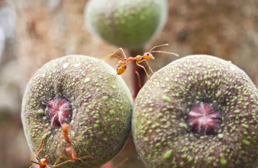 【寒假亲子】广西崇左,住五钻,白头叶猴\出海找粉海豚\自选观鲸\中越瀑布\原始森林徒步\探洞|5~15岁亲子 商品图3