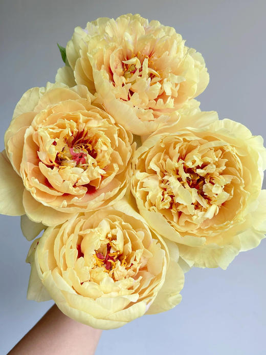 【仅加购，随芍药一起发出】Yes，I do【纵你阅人何其多，无人相似我】 简小姐精选伊藤新品 仅加购随订单发出 商品图10