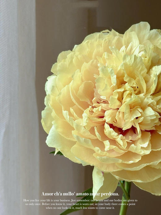 【仅加购，随芍药一起发出】Yes，I do【纵你阅人何其多，无人相似我】 简小姐精选伊藤新品 仅加购随订单发出 商品图4