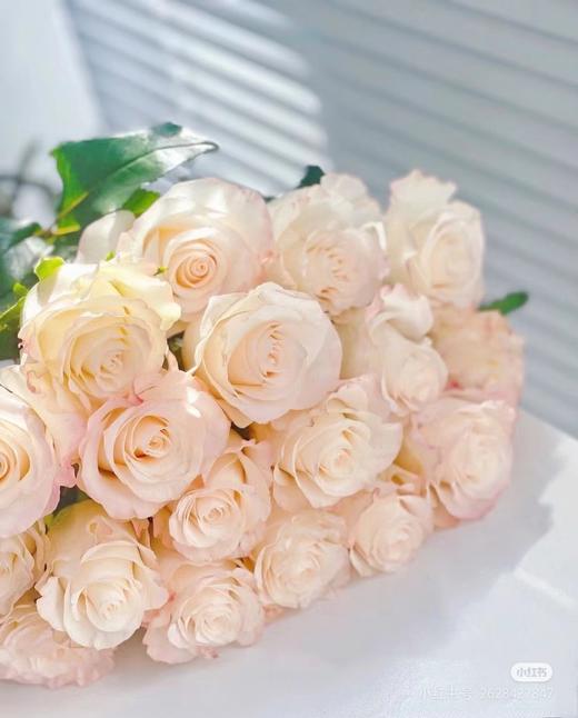 云天化辛西娅40公分 商品图1