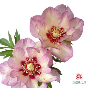 芍药-柔光 5枝一扎