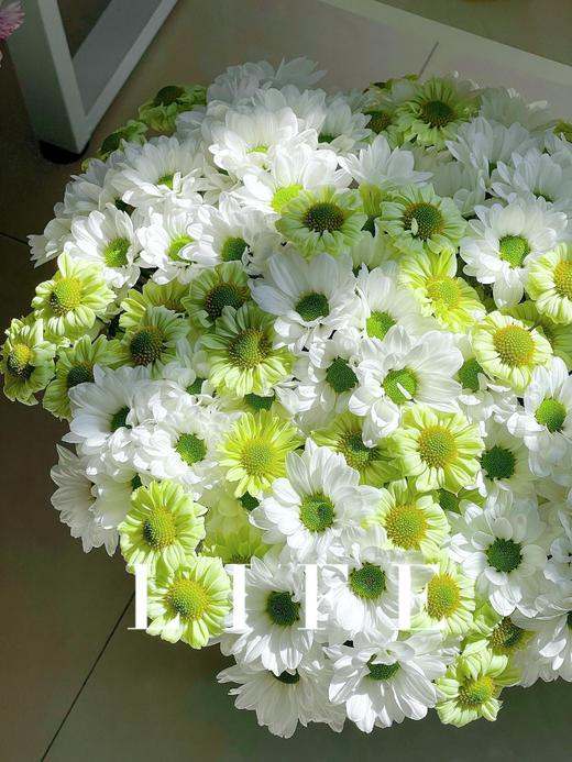 【三行情书】白色三文鱼小雏菊5支 +绿精灵小雏菊或抹茶小菊5支 商品图5