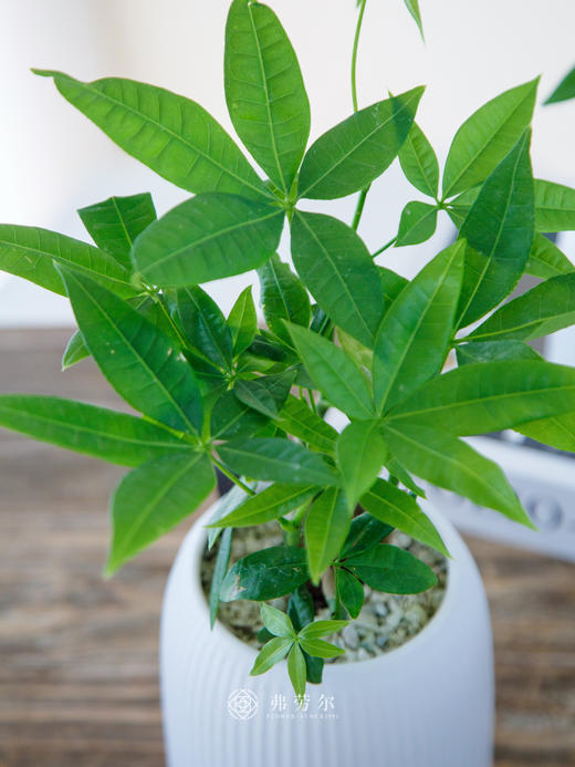 奇趣发财树 商品图3