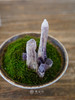 水晶苔藓 商品缩略图1