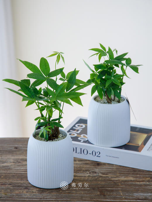 奇趣发财树 商品图1