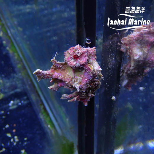 银杏骨螺 商品图4