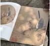 《宋元花鸟小品抉微》第一辑+第二辑，16开平装，段奇编，浙江人民美术出版社2025年一版一印，单册100页，每册单价98元，售价78元，两册合售149元。 商品缩略图9