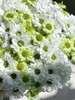 【三行情书】白色三文鱼小雏菊5支 +绿精灵小雏菊或抹茶小菊5支 商品缩略图3