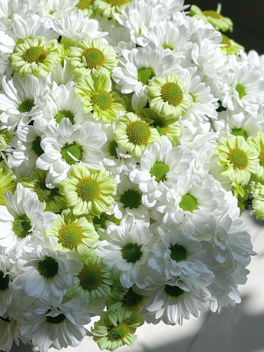 【三行情书】白色三文鱼小雏菊5支 +绿精灵小雏菊或抹茶小菊5支 商品图3