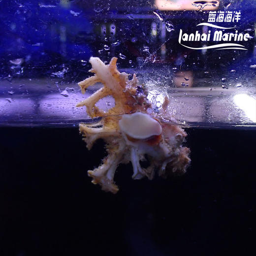 银杏骨螺 商品图6