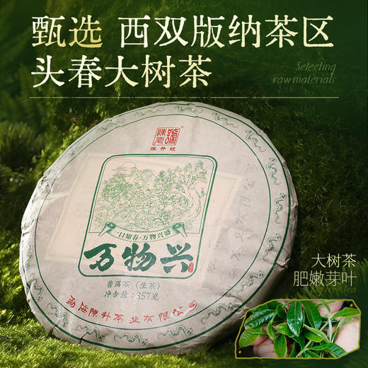 陈升号 2025年万物兴357g（生茶） 商品图2