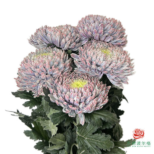 市场牡丹菊-咖色 5枝一扎 商品图0