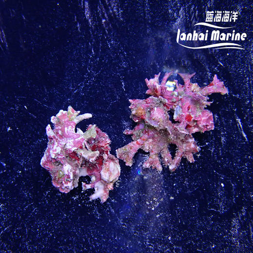 银杏骨螺 商品图1