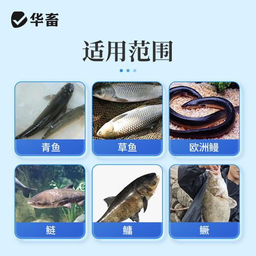 华畜甲苯咪唑溶液指环清水产养殖池塘指环虫三代虫杀灭寄生虫鱼药 商品图4