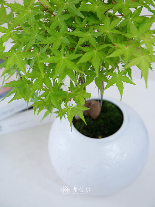 白盆枫树 商品图1