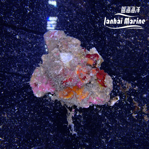 缀壳螺 商品图4